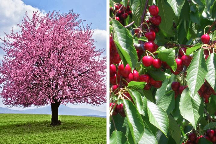 Flowering Cherry Tree & Cherry Tree Leaves and Fruit